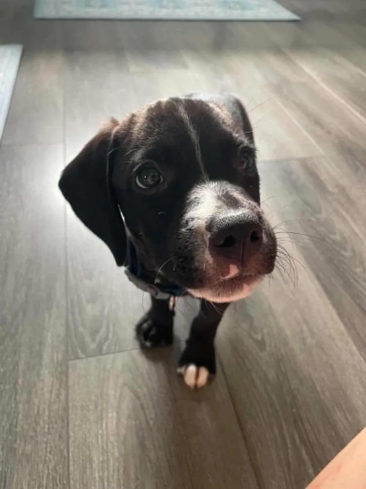 A baby small-sized male Tricolor (Brown, Black, & White) Labrador Retriever dog named Sully for adoption in Peoria, IL