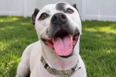 An adult large-sized male Mixed Breed dog named Tyriq for adoption in Savannah, GA