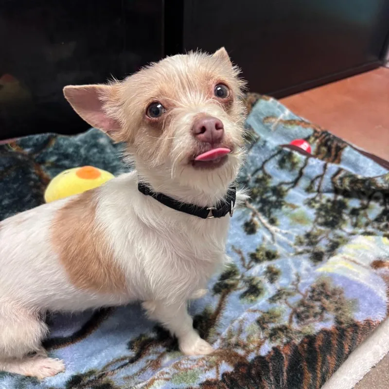 An adult small-sized female White / Cream Terrier dog named Jade for adoption in Santa Barbara, CA
