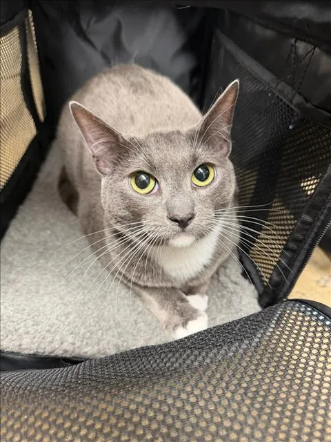 A young small-sized female Domestic Short Hair cat named Truffle for adoption in Van Nuys, CA