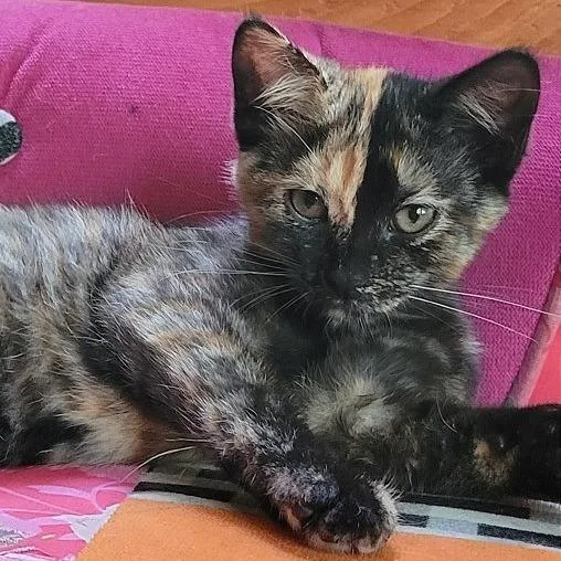 A baby small-sized female Black Domestic Medium Hair cat named Ivy for adoption in Traverse City, MI