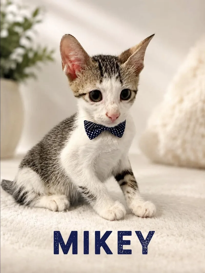 A baby medium-sized male Domestic Short Hair cat named Mikey for adoption in Allen, TX