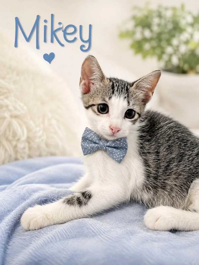 Mikey thumbnail 4