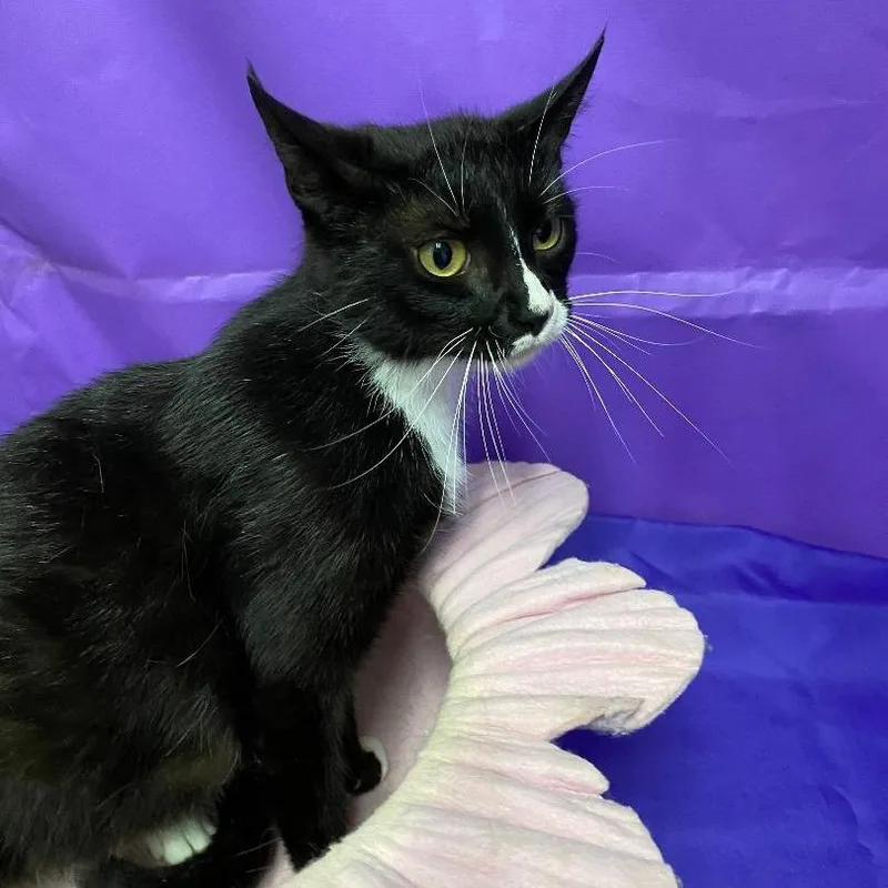 An adult medium-sized female Black Domestic Medium Hair cat named Bastet for adoption in North Myrtle Beach, SC