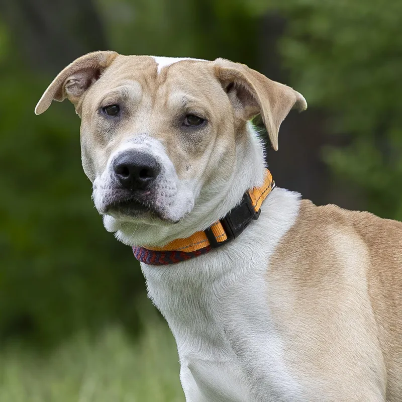 A young large-sized male Apricot / Beige Bull Terrier dog named Alvin for adoption in Stroudsburg, PA