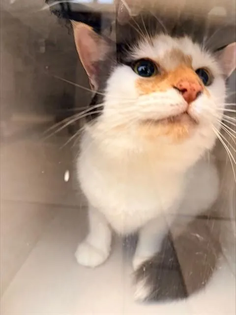 An adult medium-sized female Domestic Short Hair cat named Margo for adoption in Statesville, NC