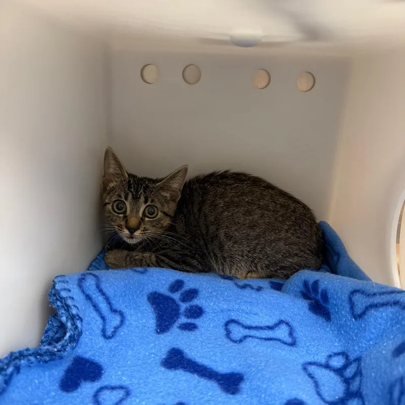A baby small-sized female Brown / Chocolate Domestic Short Hair cat named Meli for adoption in Bastrop, TX