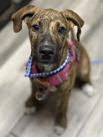 A baby small-sized female Great Dane dog named Tiger Lily for adoption in Redlands, CA
