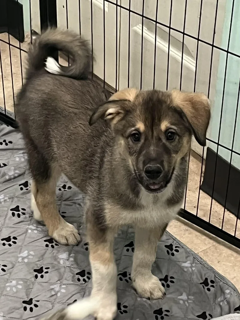 A baby large-sized female German Shepherd Dog dog named Mandalay Bay for adoption in Salisbury, MD