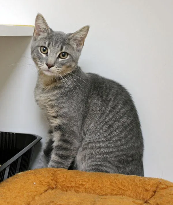 A baby small-sized female Gray / Blue / Silver Domestic Short Hair cat named Raven for adoption in Mansfield, MA