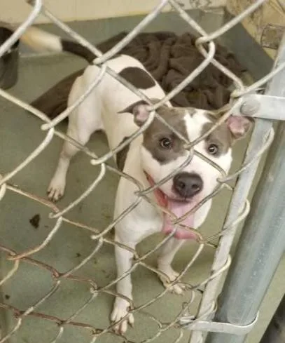 Sweet Petey thumbnail 3