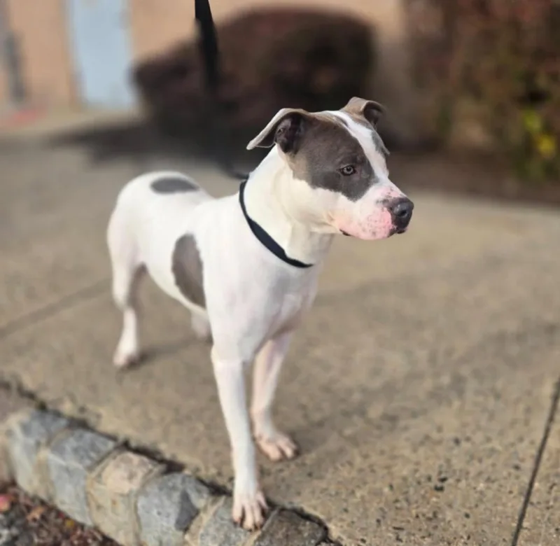 Sweet Petey thumbnail 4