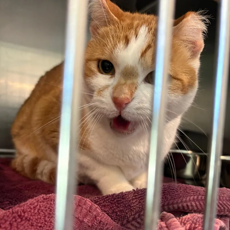 An adult small-sized male Orange / Red Domestic Short Hair cat named Rocco for adoption in West Des Moines, IA