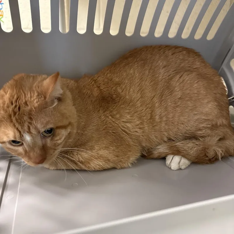 A young medium-sized male Domestic Short Hair cat named Levi for adoption in Memphis, TN