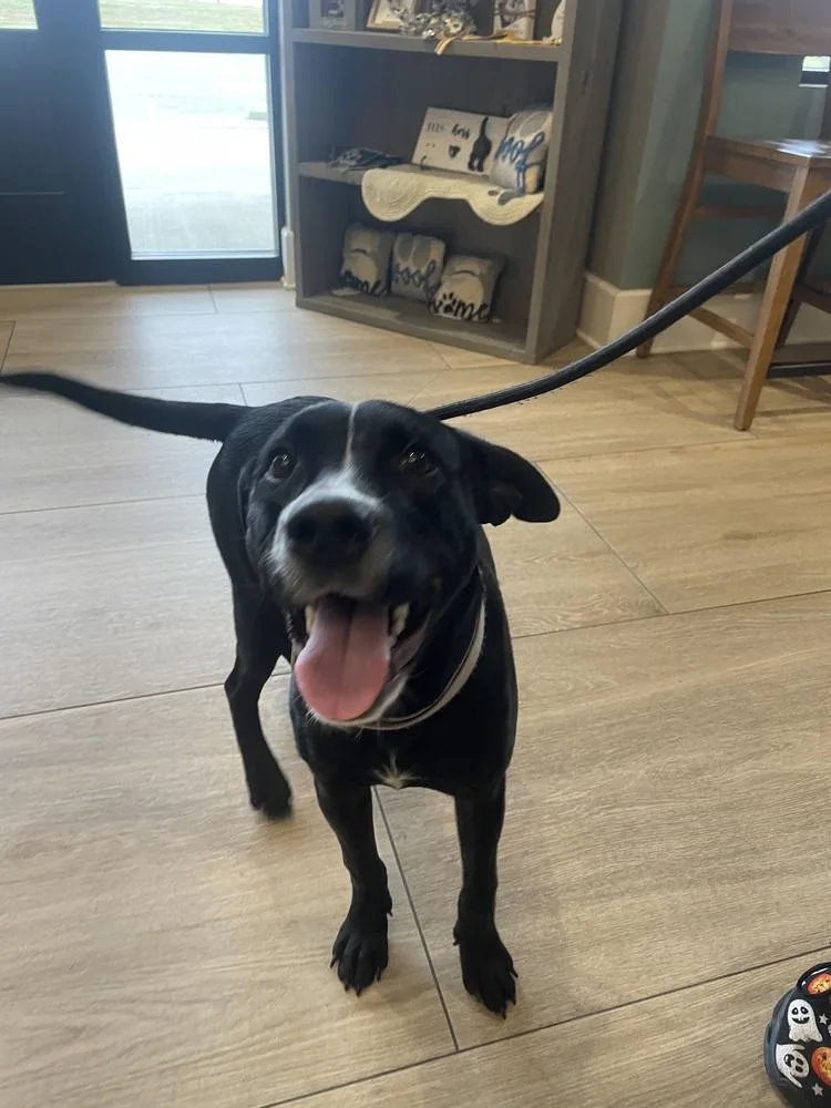 Harley Duke thumbnail 3