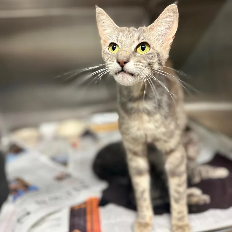A baby medium-sized female Gray / Blue / Silver Domestic Short Hair cat named Pea for adoption in Pauls Valley, OK