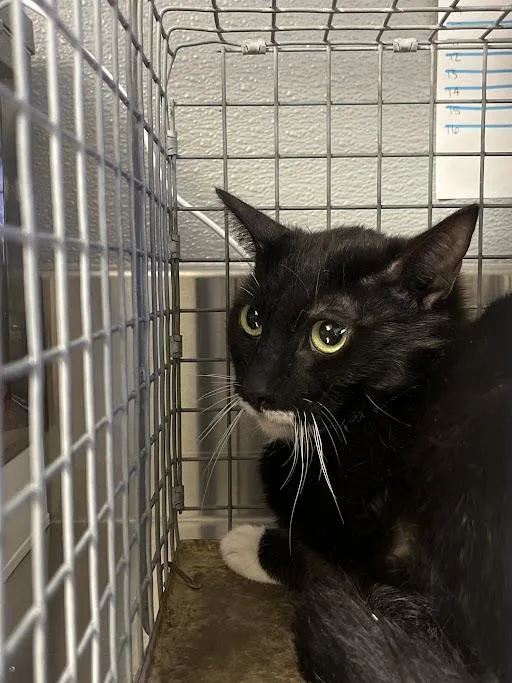 A young medium-sized female Domestic Short Hair cat named Cookie for adoption in Las Vegas, NV