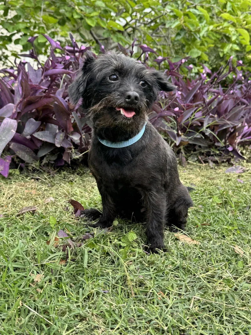 An adult small-sized female Dachshund dog named Jacy for adoption in Helotes, TX