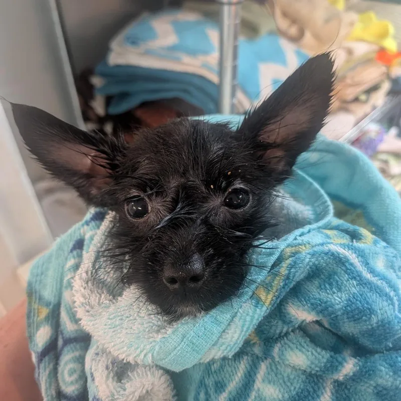 A baby small-sized female Chihuahua dog named Seven for adoption in Brownsboro, AL