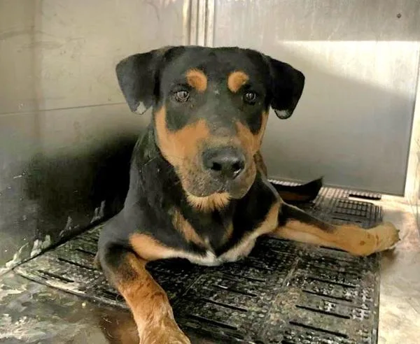 An adult large-sized male Labrador Retriever dog named Guthrie for adoption in Austin, TX