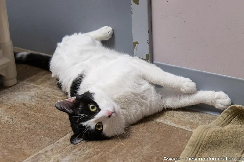 An adult large-sized male Black & White / Tuxedo Domestic Short Hair cat named Asiago for adoption in Bloomfield, CT