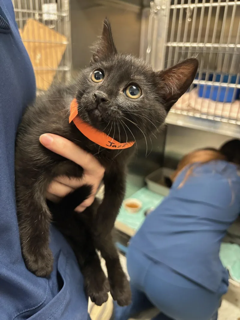 A baby medium-sized female Black Domestic Short Hair cat named Jazz for adoption in Kent, WA