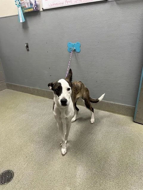 A young medium-sized female Pit Bull Terrier dog named Kamali'i for adoption in Las Vegas, NV