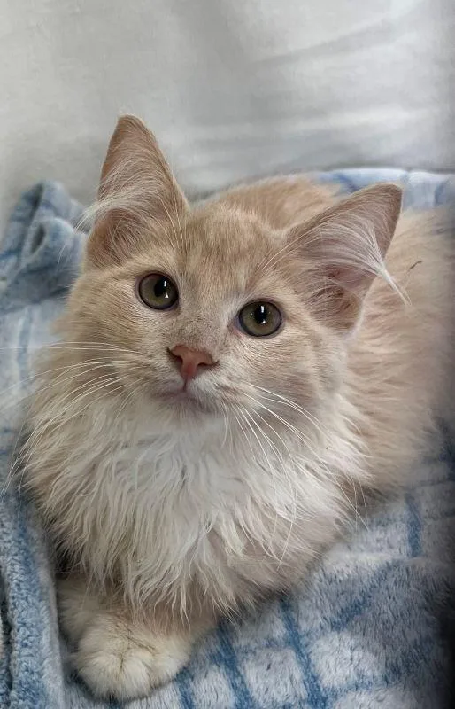 A baby medium-sized female Domestic Long Hair cat named Jayden for adoption in Genoa, IL