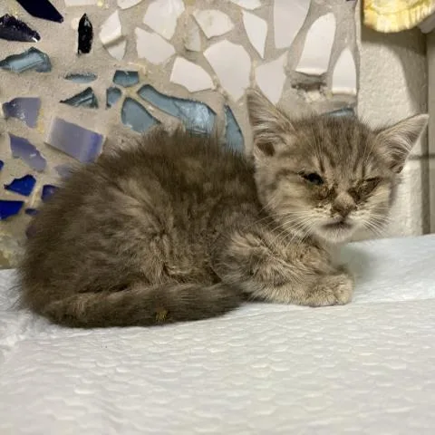 A baby small-sized male Domestic Short Hair cat named Murphy for adoption in Pensacola, FL