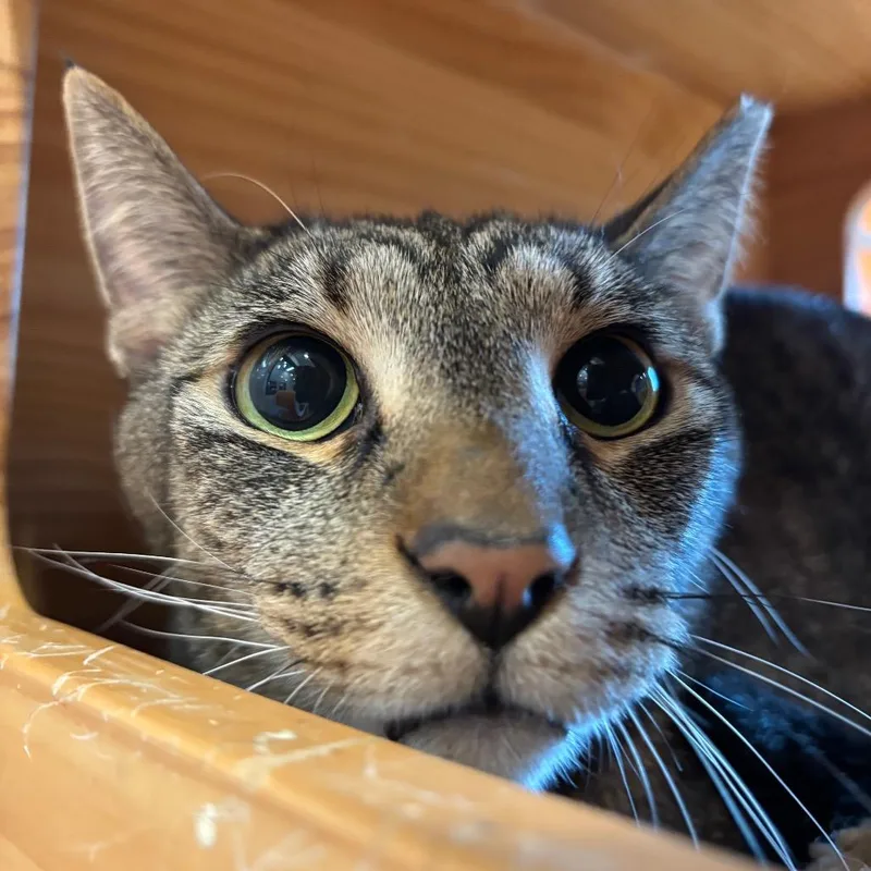 An adult large-sized male Brown / Chocolate Domestic Short Hair cat named Huckleberry for adoption in Washington Township, OH