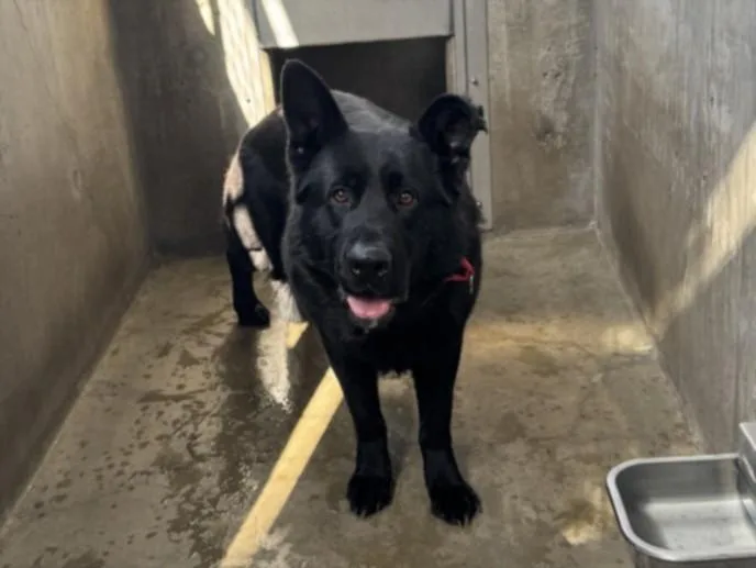 A young medium-sized male German Shepherd Dog dog named Sparticus for adoption in Van Nuys, CA