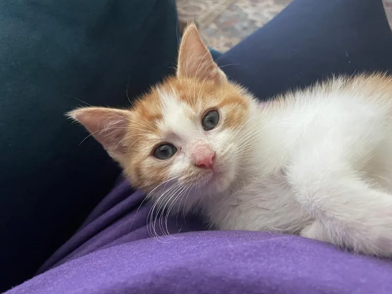 A baby medium-sized male Domestic Short Hair cat named Orange Fanta for adoption in Wintersville, OH