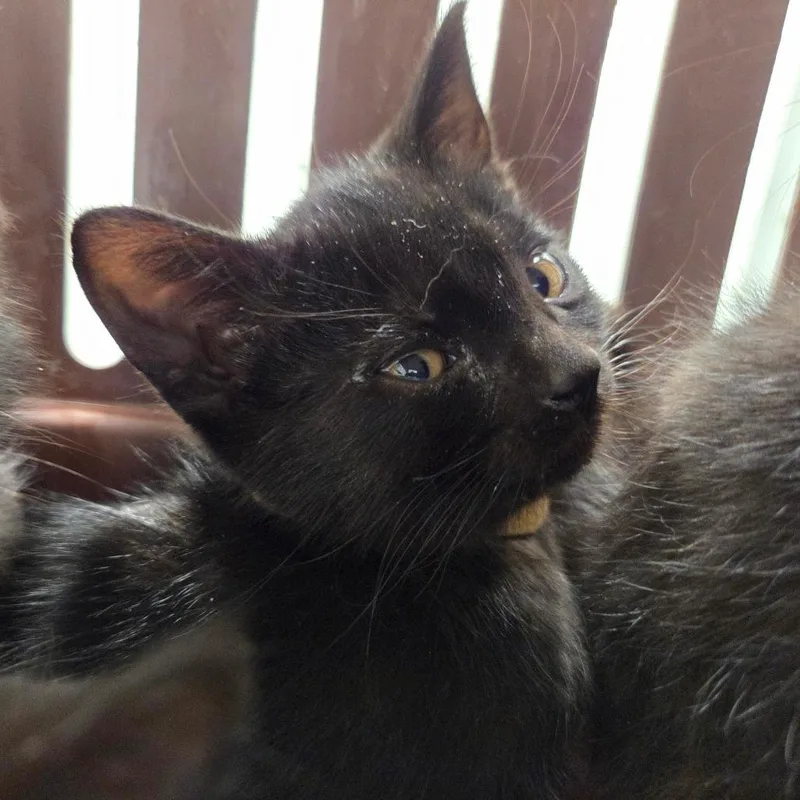 A baby small-sized female Black Domestic Short Hair cat named Rhaenyra for adoption in Chattanooga, TN