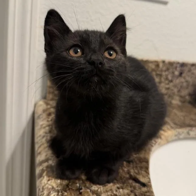 A baby small-sized male Black Domestic Short Hair cat named Pooh Bear for adoption in Temecula, CA