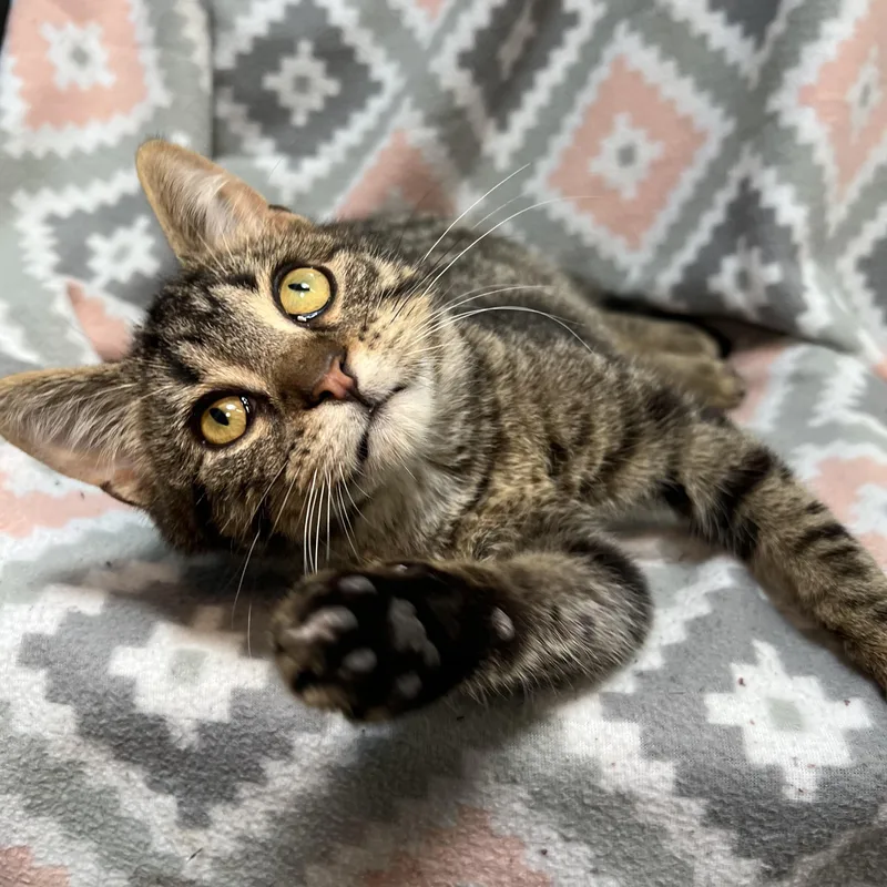 A baby medium-sized male Tabby (Brown / Chocolate) Domestic Short Hair cat named Potato for adoption in Fairmont, MN