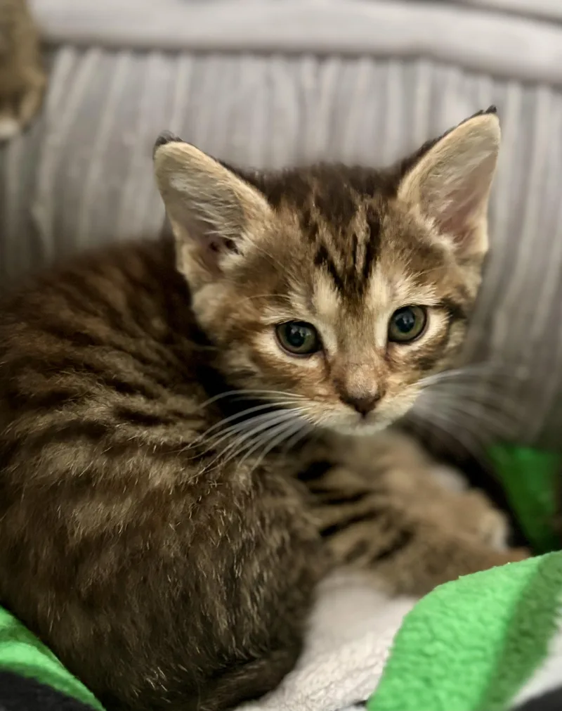 A young medium-sized female Tabby (Brown / Chocolate) Tabby cat named Phoebe for adoption in Waxhaw, NC