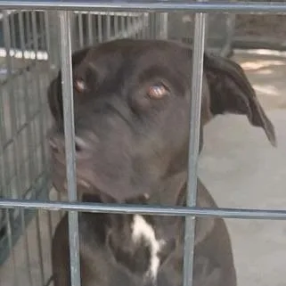 A young medium-sized female Black Labrador Retriever dog named Jenny for adoption in Valley, AL