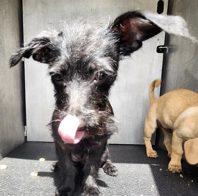 A young small-sized female Terrier dog named Jazzy for adoption in San Antonio, TX