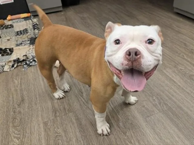 An adult large-sized female Pit Bull Terrier dog named Lenora for adoption in Martinez, CA