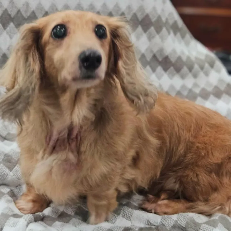 A senior small-sized female Dachshund dog named Momma for adoption in Twin lakes, WI