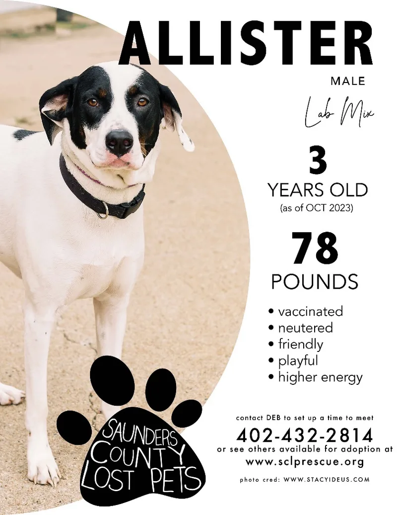 An adult large-sized male Tricolor (Brown, Black, & White) Pointer dog named Allister for adoption in Wahoo, NE