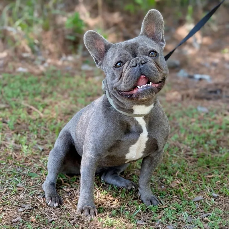 An adult medium-sized female Gray / Blue / Silver French Bulldog dog named Murphy Grace for adoption in Tyrone, GA