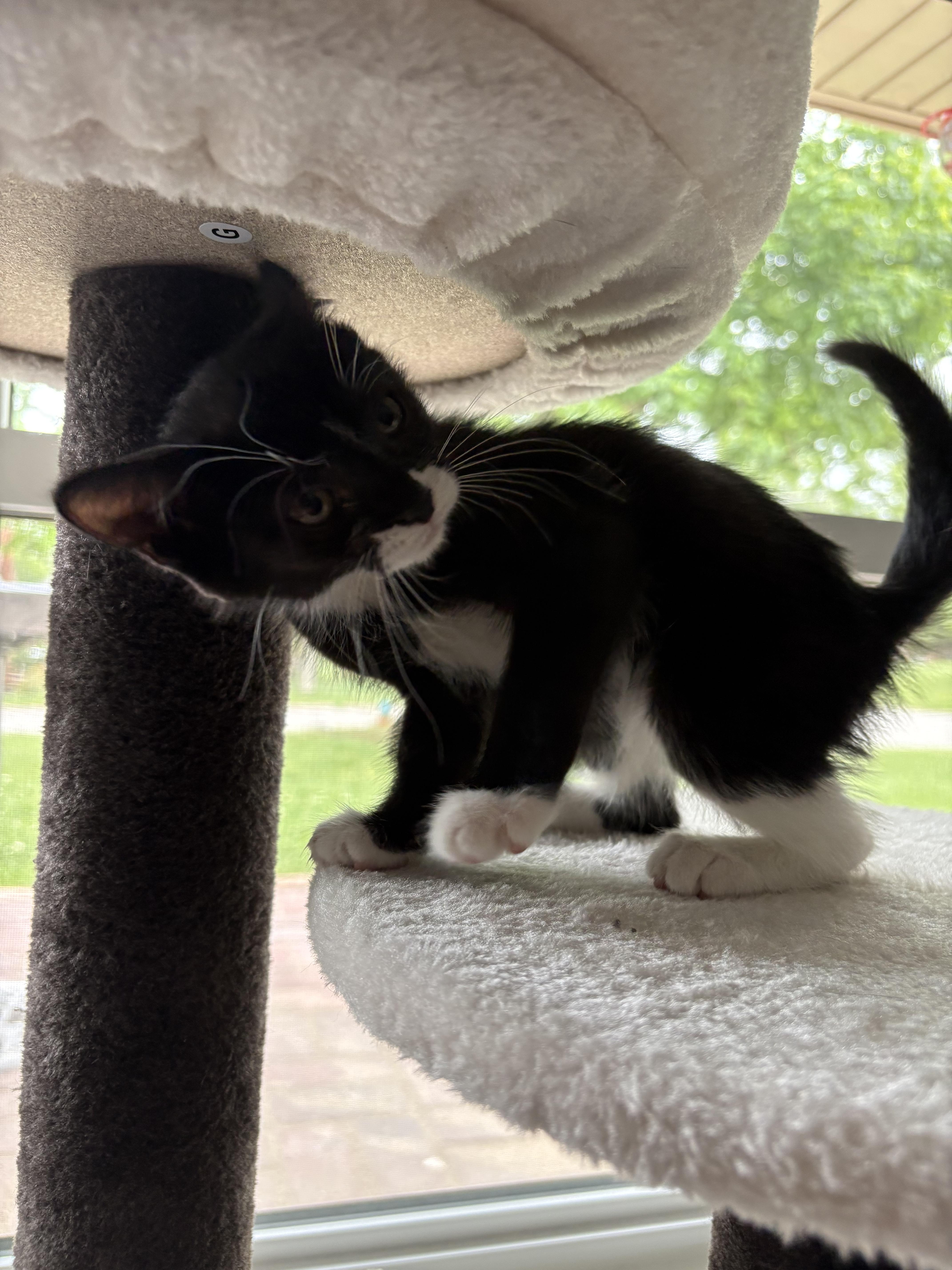 A baby small-sized male Domestic Short Hair cat named Saxophone for adoption in Bethel Park, PA