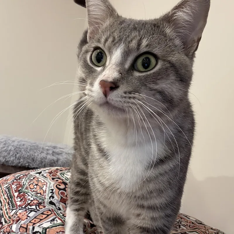 A baby large-sized male Tabby (Gray / Blue / Silver) Domestic Short Hair cat named Casteel for adoption in Lincoln, NE