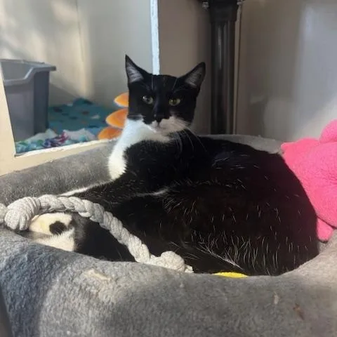 A young small-sized female Black & White / Tuxedo Domestic Short Hair cat named Whisper for adoption in Hutchinson, MN