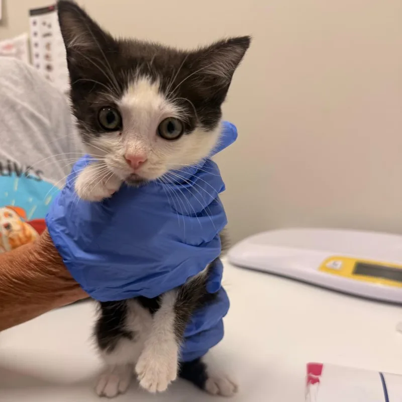 A baby small-sized female Black Domestic Short Hair cat named Orea for adoption in Chattanooga, TN
