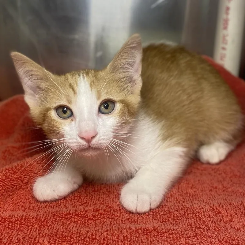 A baby small-sized male Orange / Red Domestic Short Hair cat named Beep for adoption in Palm Springs, CA