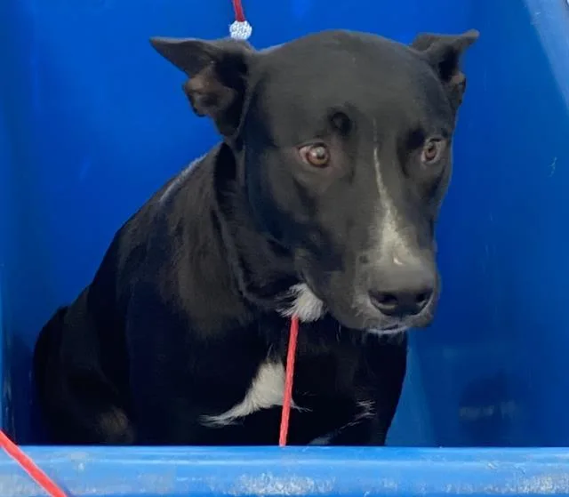 A young large-sized male Mixed Breed dog named Orzo for adoption in Dallas, TX