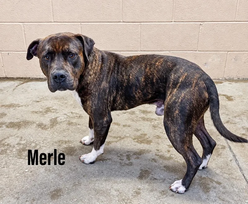 Merle