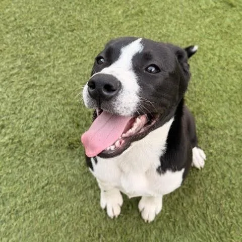 A young medium-sized female American Staffordshire Terrier dog named Freya for adoption in Sugar Land, TX